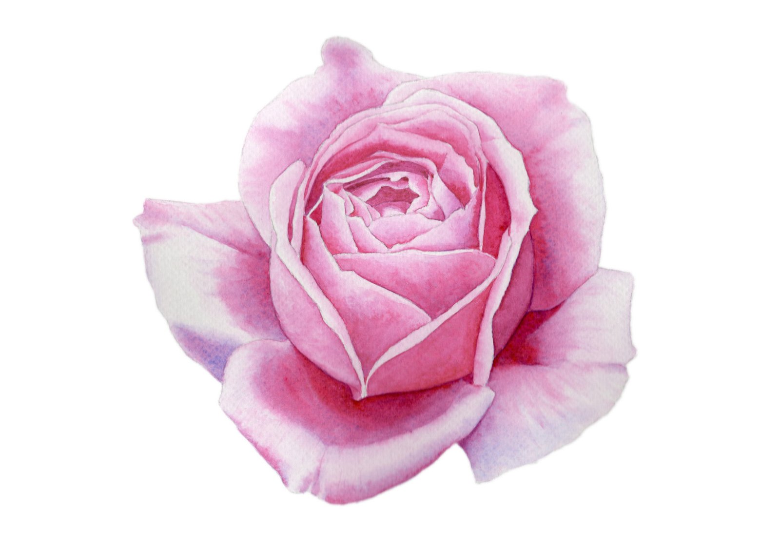 "Rose" Watercolour - Thu 10am
