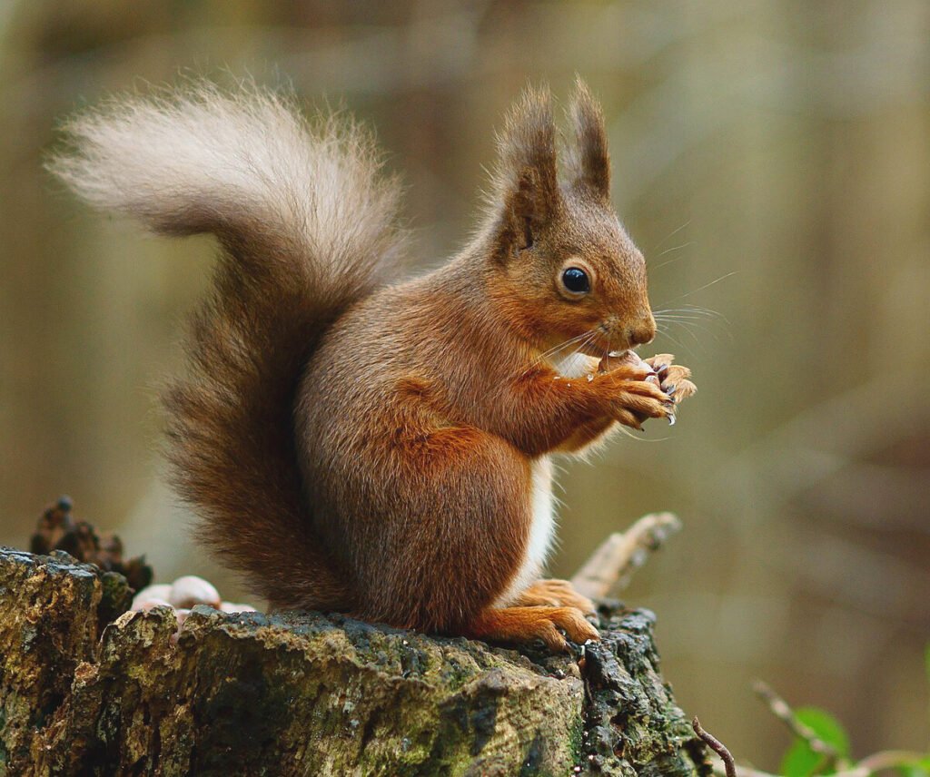 "Squirrel" Watercolour painting workshop