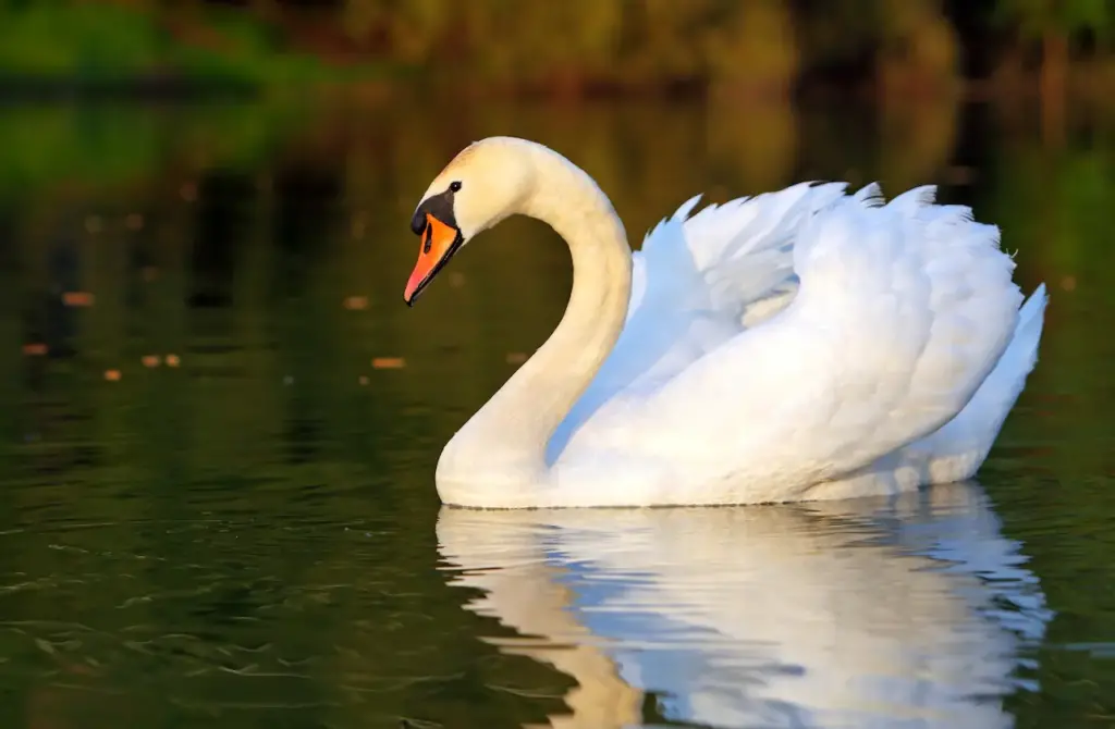 "Swan" Watercolour painting workshop