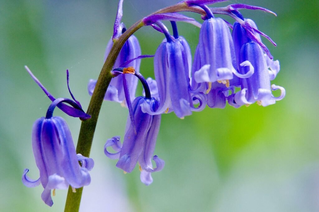 "Bluebell" Watercolour painting workshop