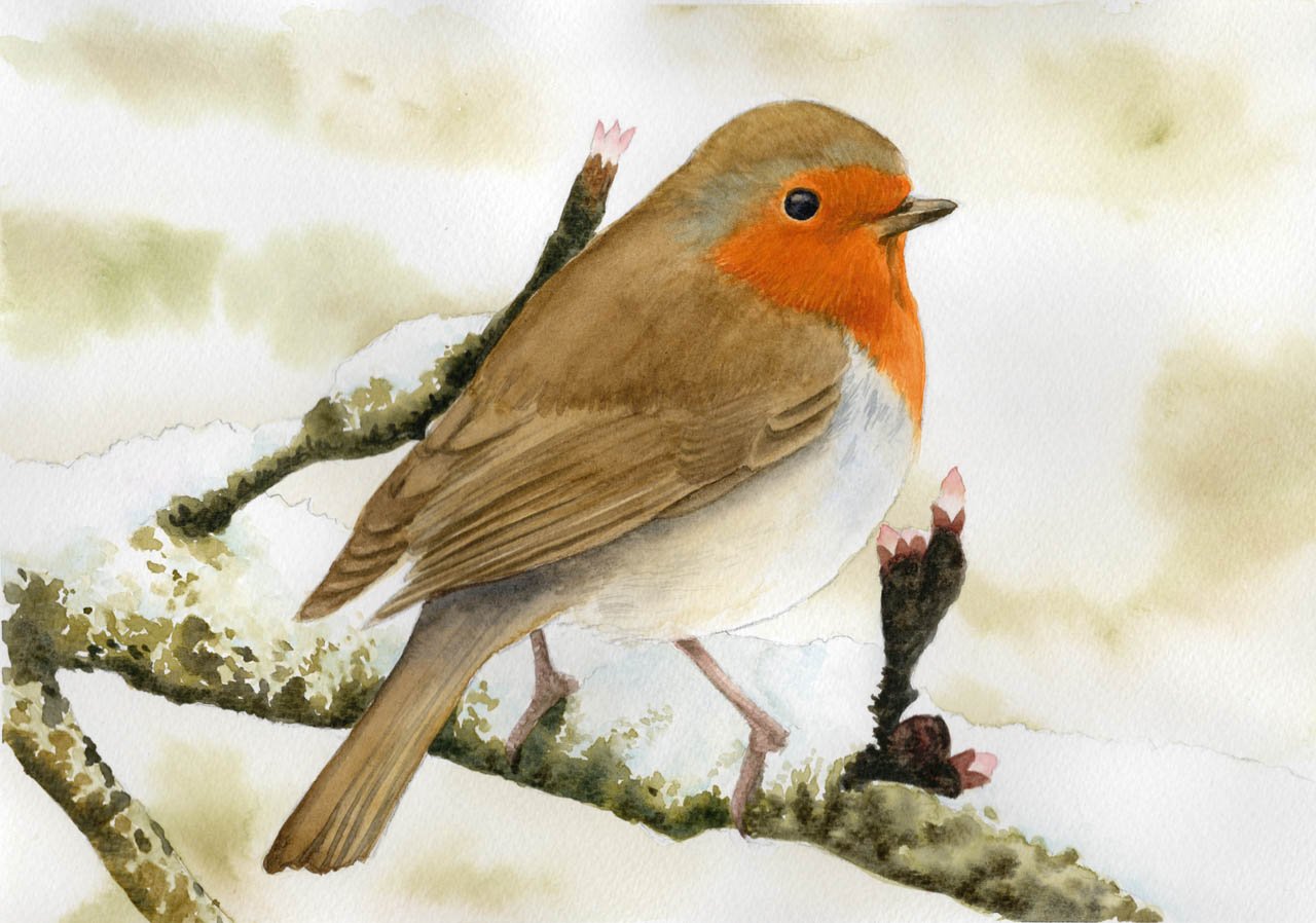 "Robin" Watercolour - Sat 10:00