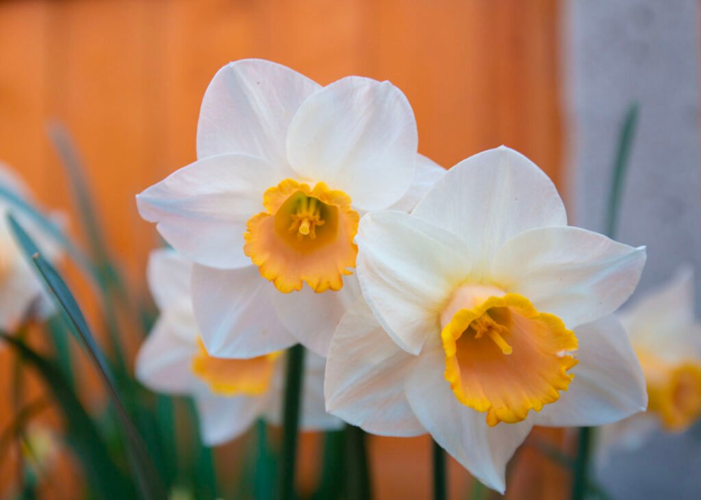 "Daffodil" Watercolour painting workshop - Sat 10:00