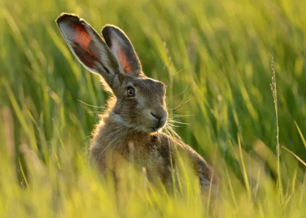 "Hare" Watercolour - Thu 17:30