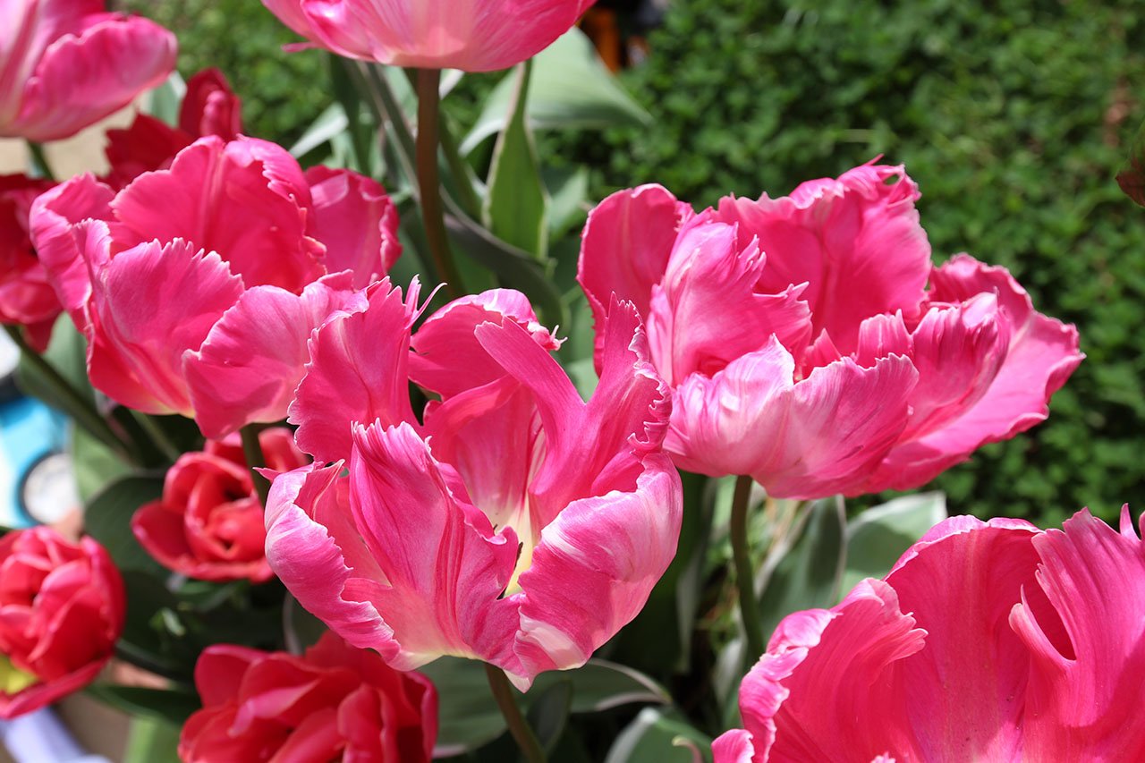 "Tulip" Watercolour painting workshop - Wed 10:30