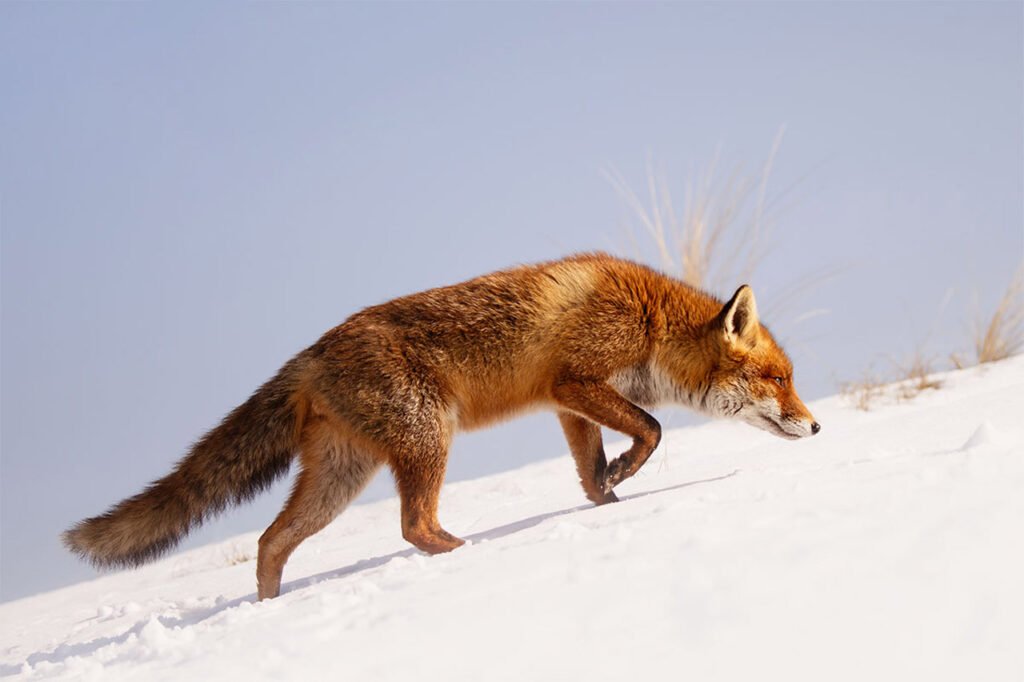 "Fox" Watercolour - Fri 10:00 - Colchester