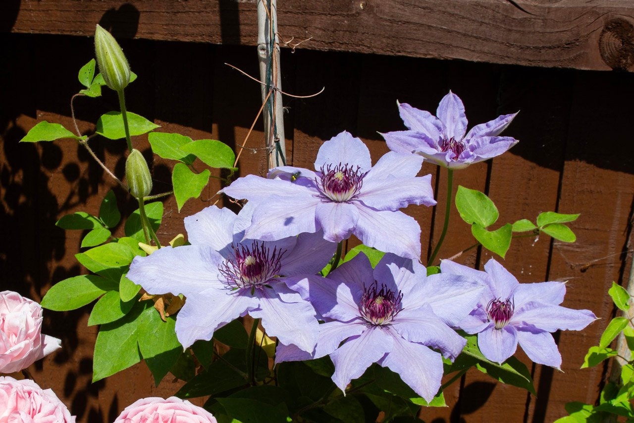"Clematis" Watercolour - Wed 10:30