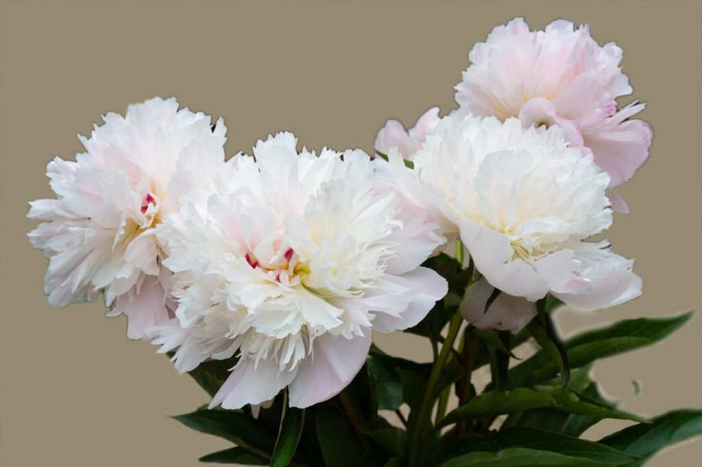 "Peonies" Watercolour - Wed 10:30