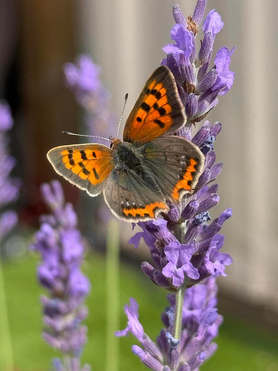 "Butterfly on lavender" Watercolour - Wed 10:30 - Clacton on Sea