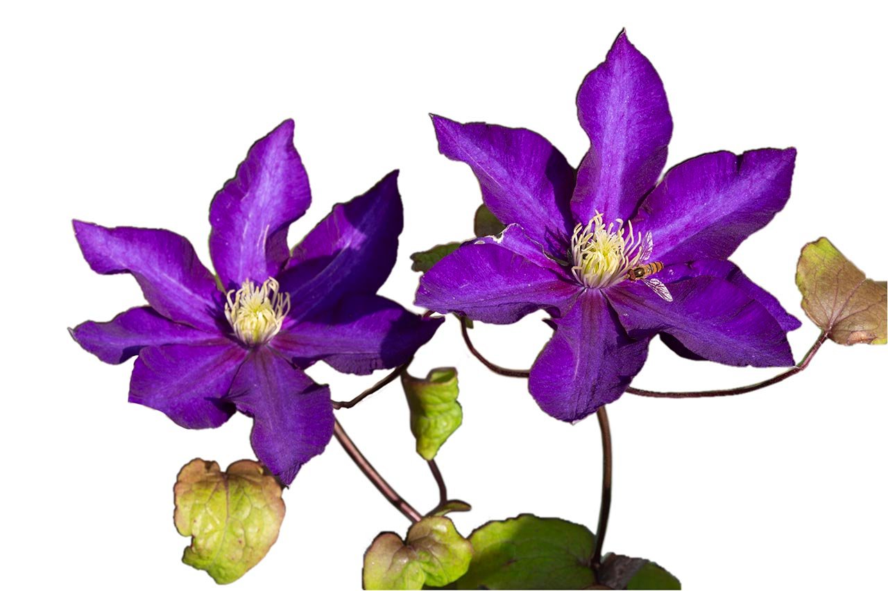 "Clematis" Watercolour - Thu 10am