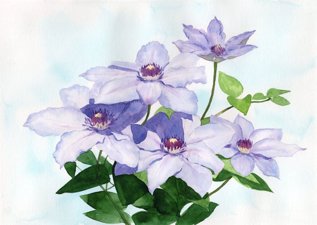 "Clematis" Watercolour - Thu 10am - Walton on the Naze