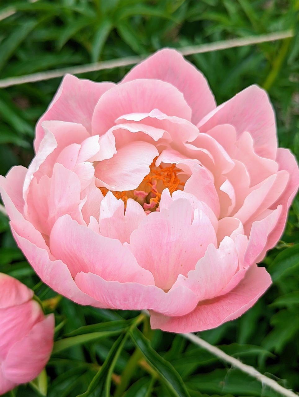 "Peony" Watercolour - Thu 10am - Walton on the Naze