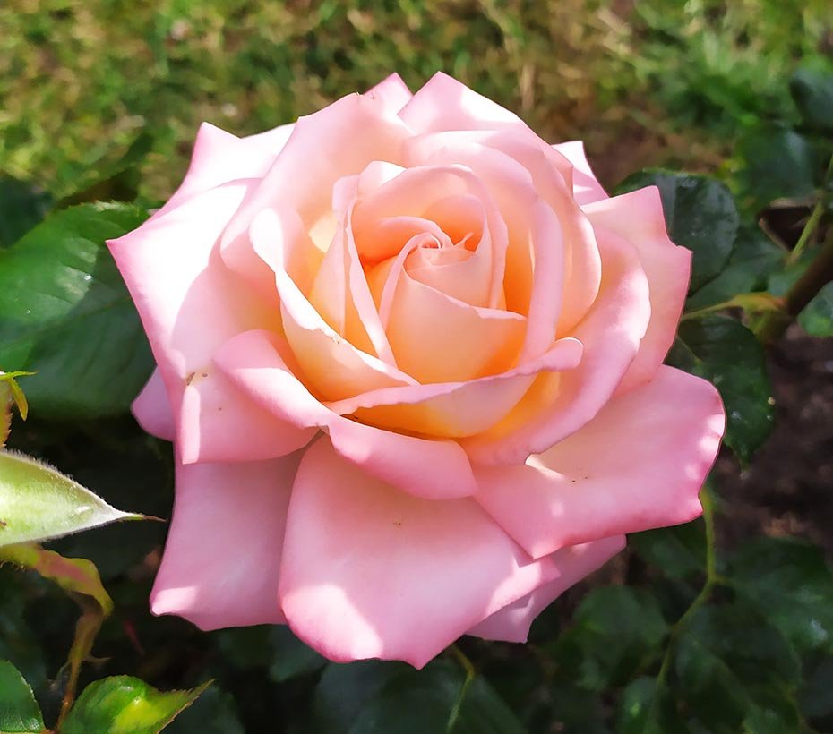 "Rose" Watercolour - Thu 10am - Walton on the Naze