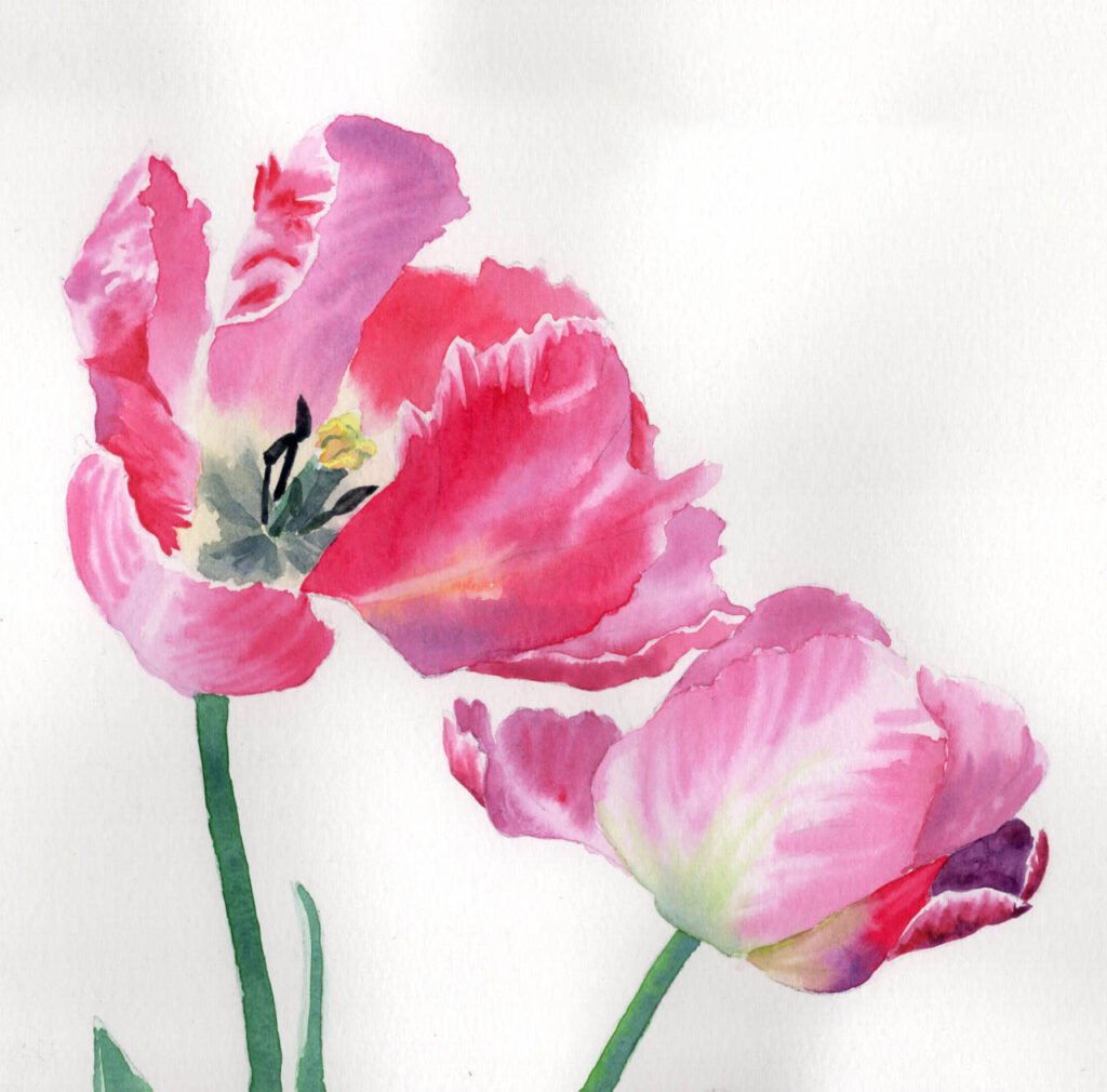 "Clematis" Watercolour - Thu 10am - Walton on the Naze