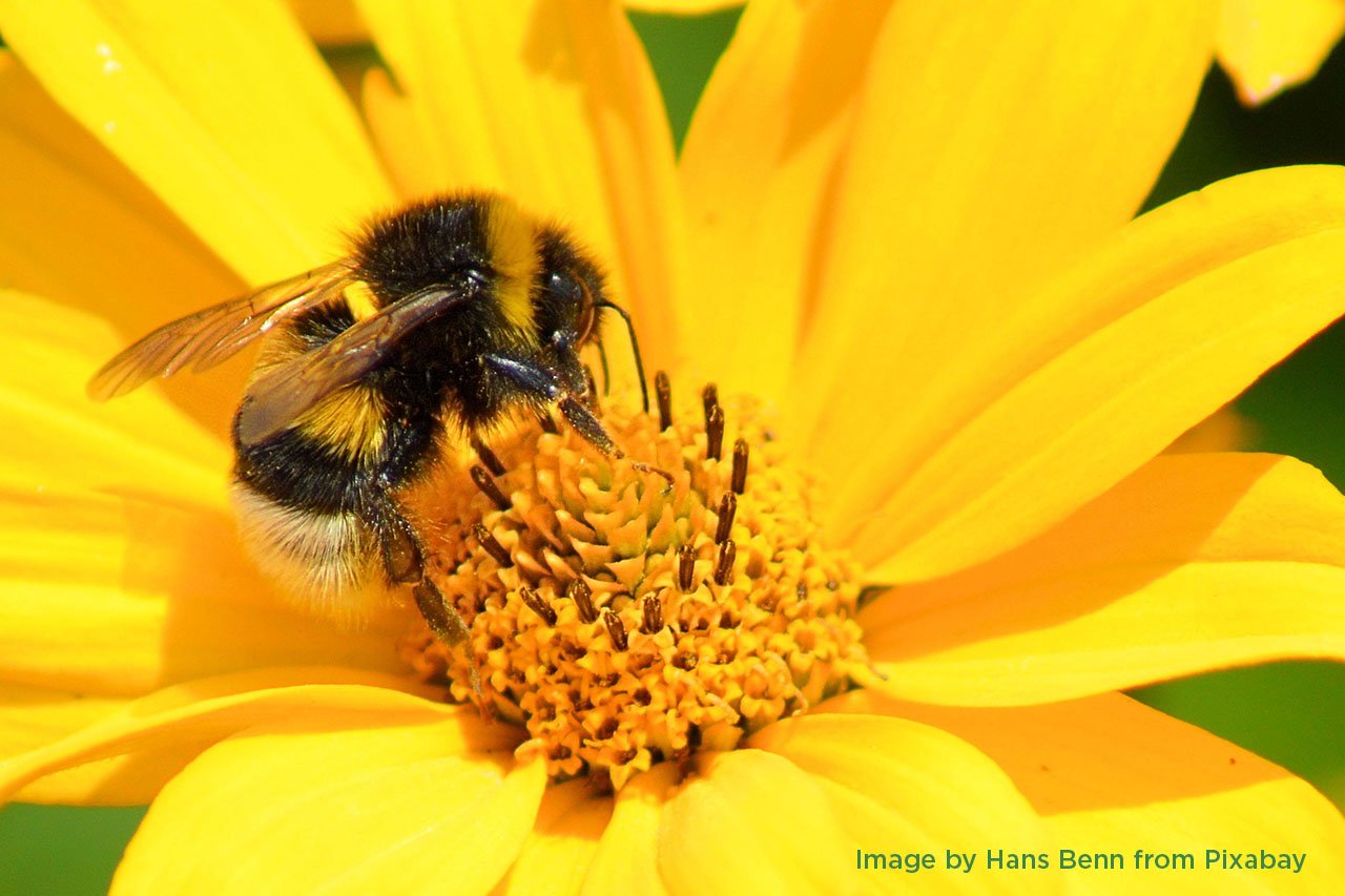 "Bumblebee" Watercolour - Sat 10:00 - Colchester