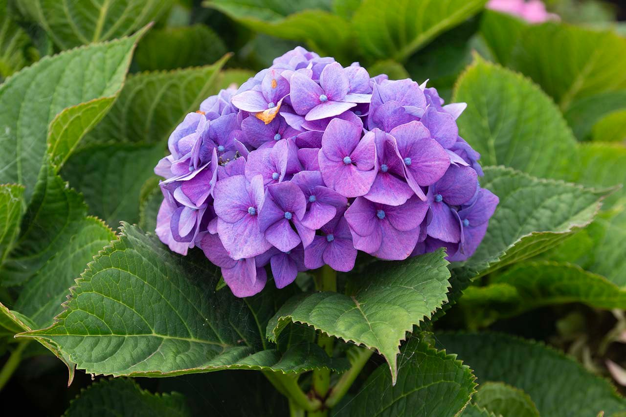 "Hydrangea" Watercolour - Wed 10:30 - Clacton