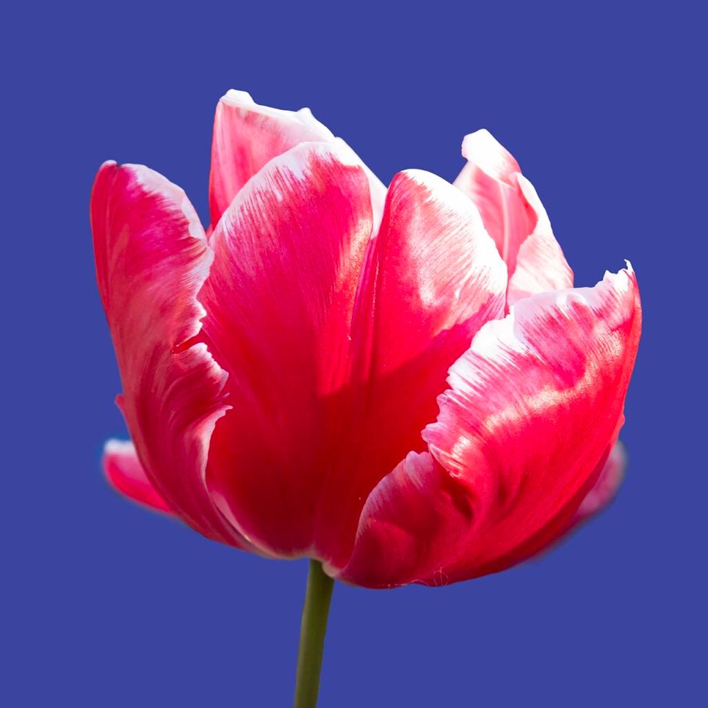 "Tulip" Acrylic - Fri 10am-1pm - Colchester
