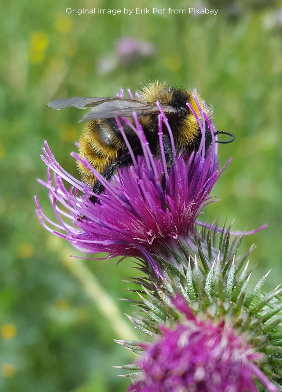 "Bumblebee" Watercolour - Wed 10:30 - Clacton