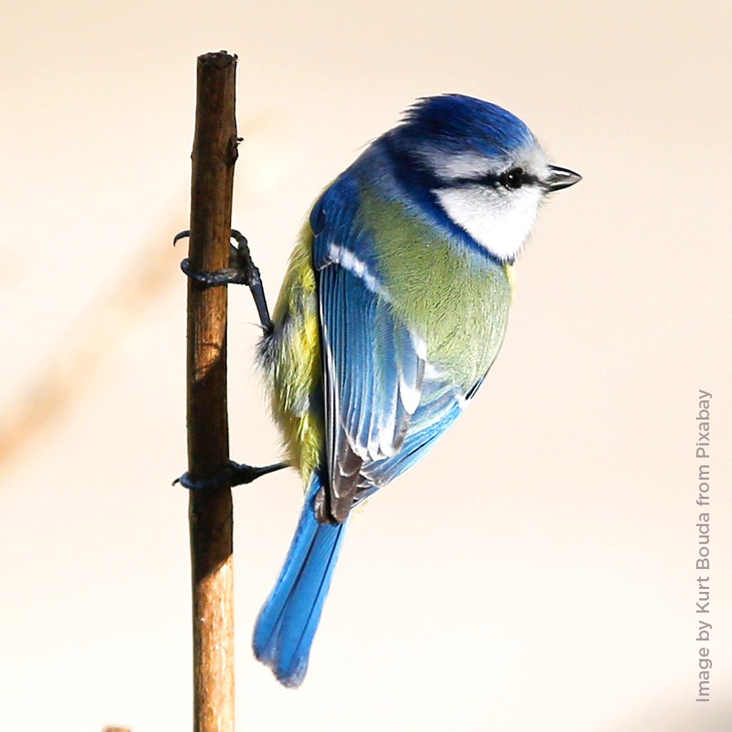 "Blue tit" Acrylic - Thu 10am - Walton on the Naze