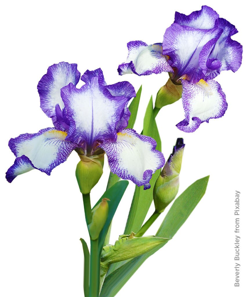 "Irises" Watercolour - Fri 10:00 - Colchester