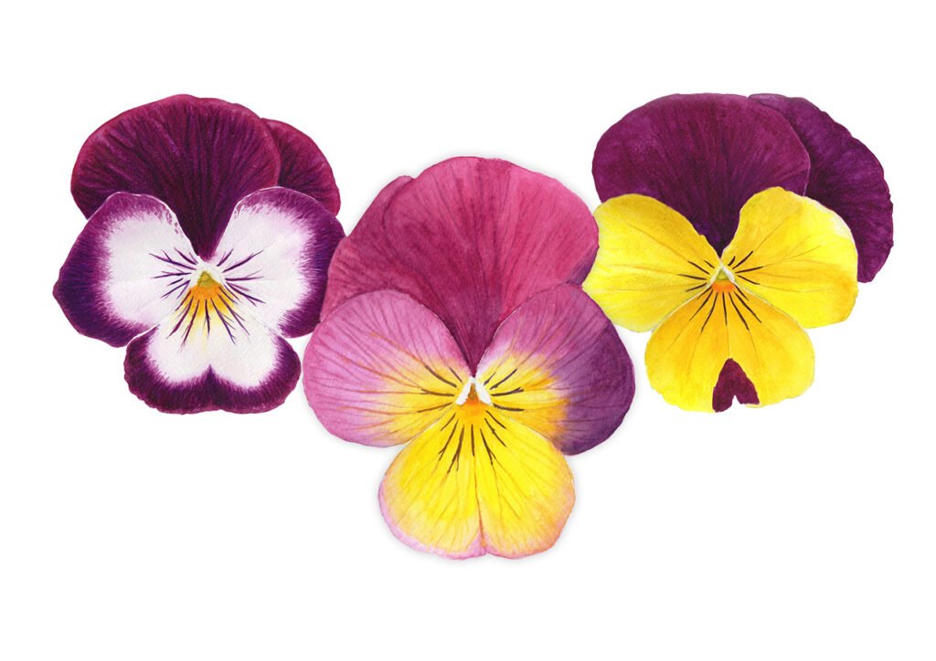 "Pansies" Watercolour - Sat 10:00 - Colchester
