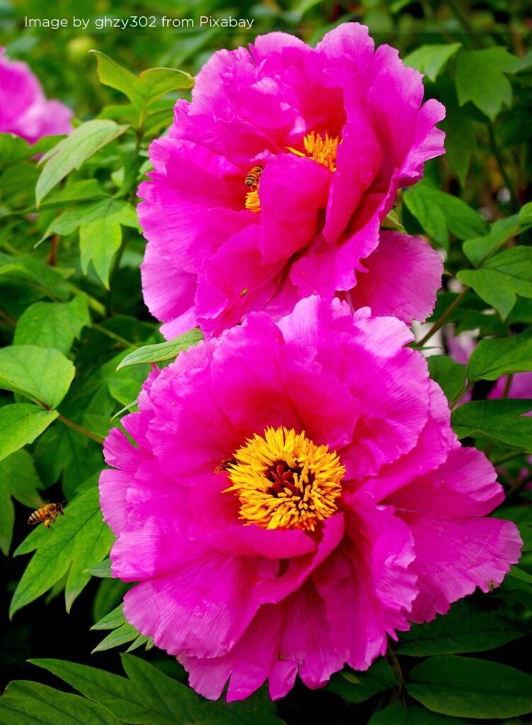 "Peonies" Watercolour - Sat 10:00 - Colchester