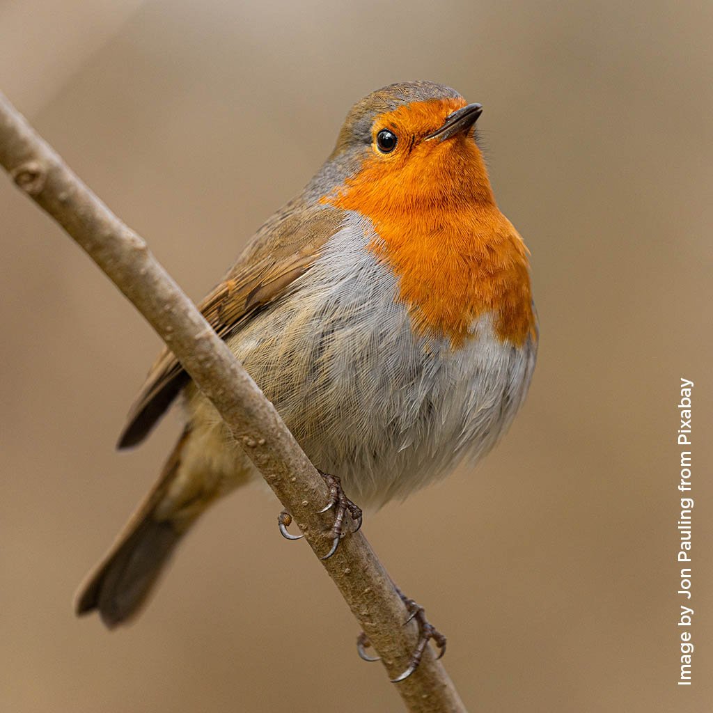 "Robin" Acrylic - Thu 10am - Walton on the Naze