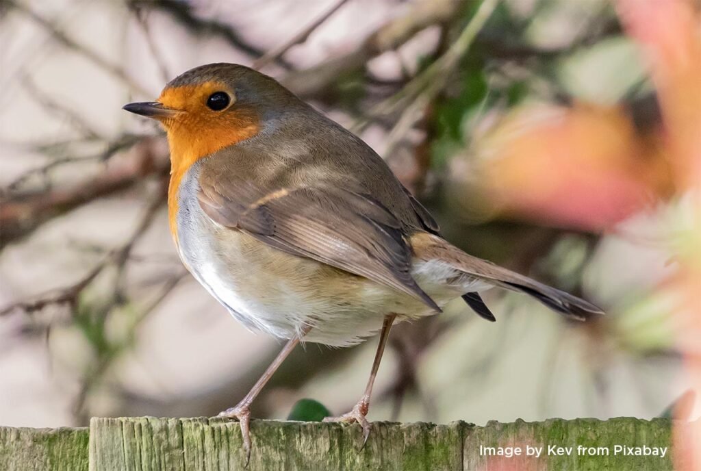 "Robin" Watercolour - Thu 10am - Walton on the Naze