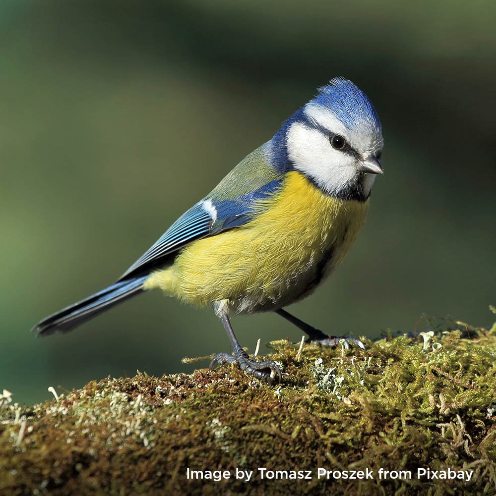 "Blue tit" Acrylic - Fri 10am-1pm - Colchester