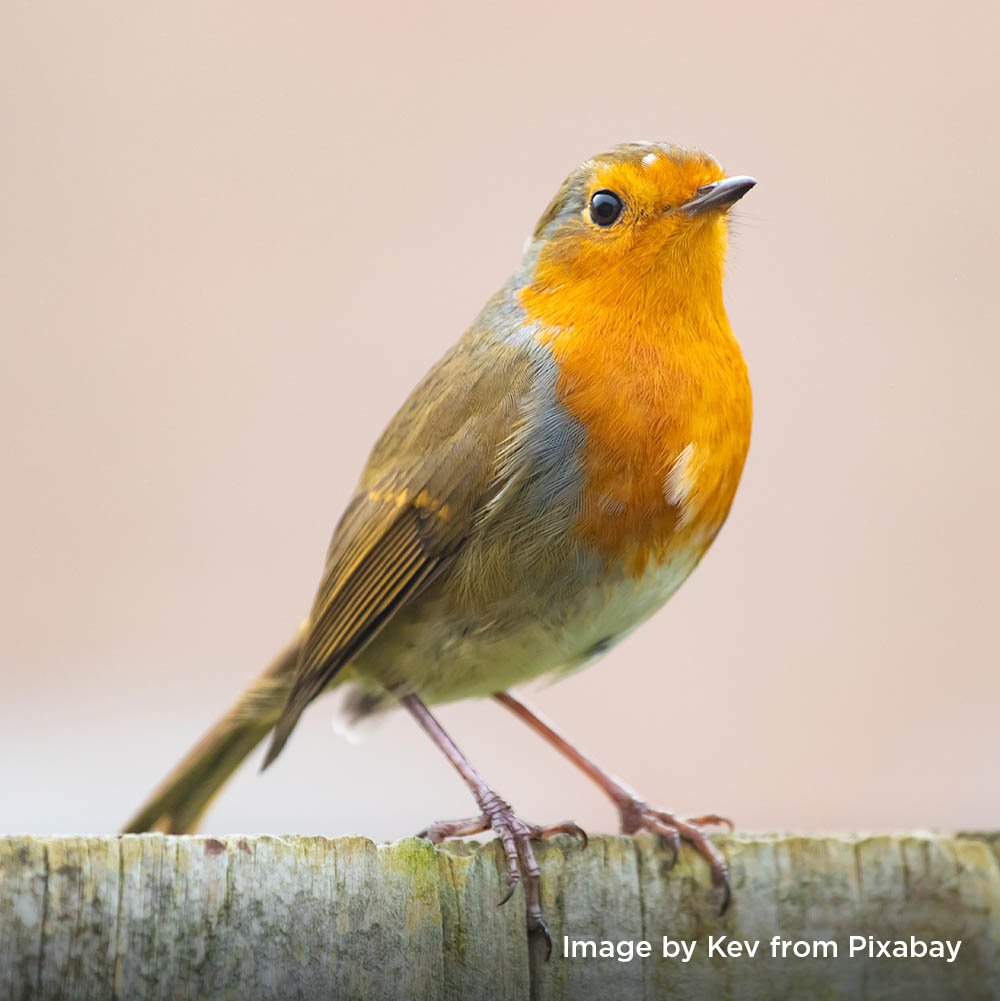 "Robin" Acrylic - Fri 10am-1pm - Colchester