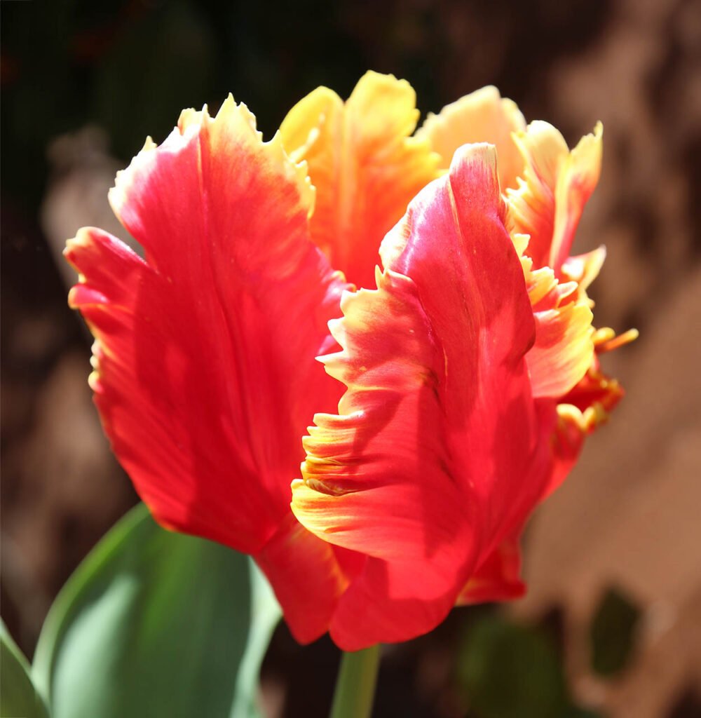 "Tulip Dee Jay" Acrylic - Sat 10am-1pm - Colchester