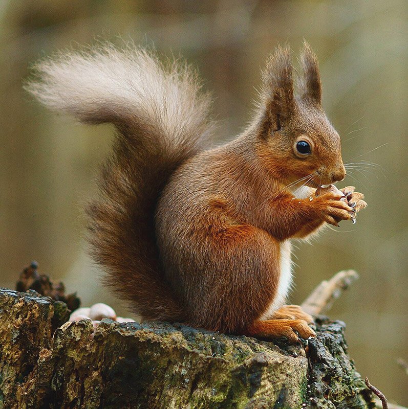 "Squirrel" Drawing workshop - Fri 10am - Colchester
