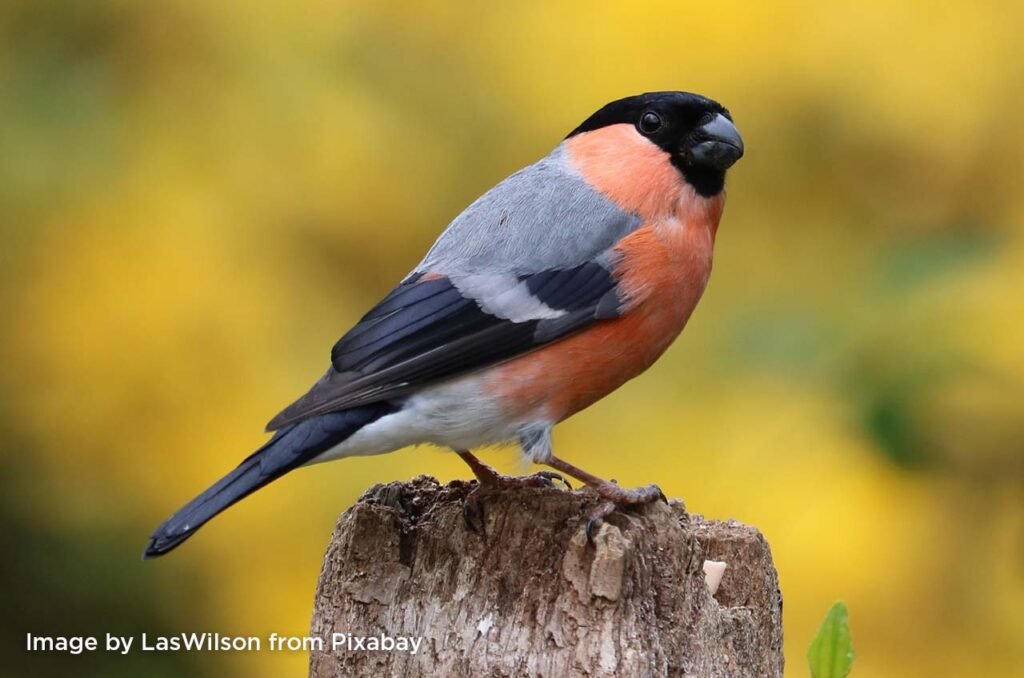 "Bullfinch" Watercolour, Colchester, Fri 10am-1pm