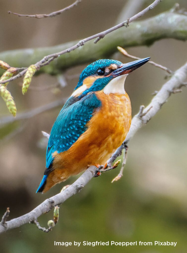 Kingfisher - Watercolour workshop, Clacton on Sea, Wed 10am-1:30pm