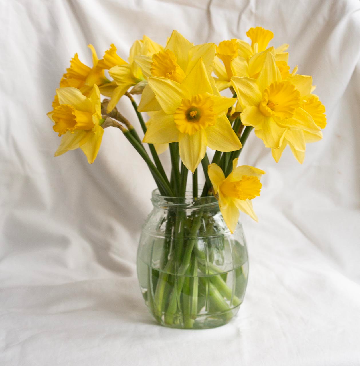 Daffodil bouquet