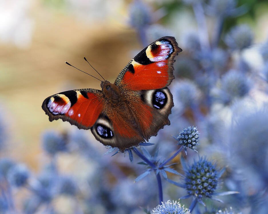 Red butterfly with black and white eye spots resting on bright blue flowers.