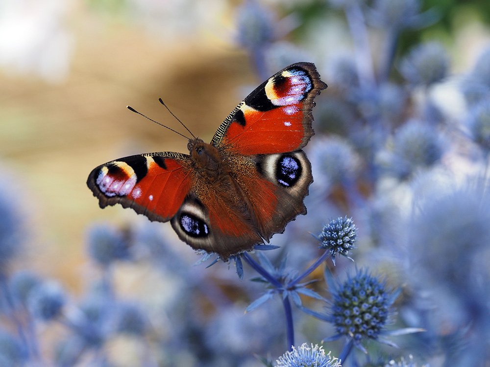 Red butterfly with black and white eye spots resting on bright blue flowers.