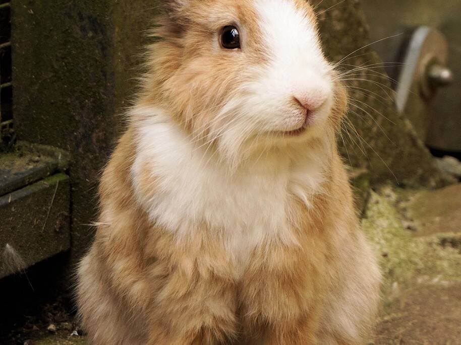 Brown and white rabbit sitting on a stone path outdoors, looking to the side with ears up