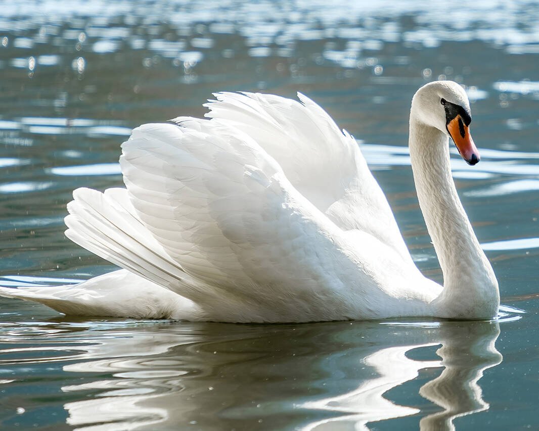 Mute swan gliding on a calm lake with wings raised and its reflection in the water