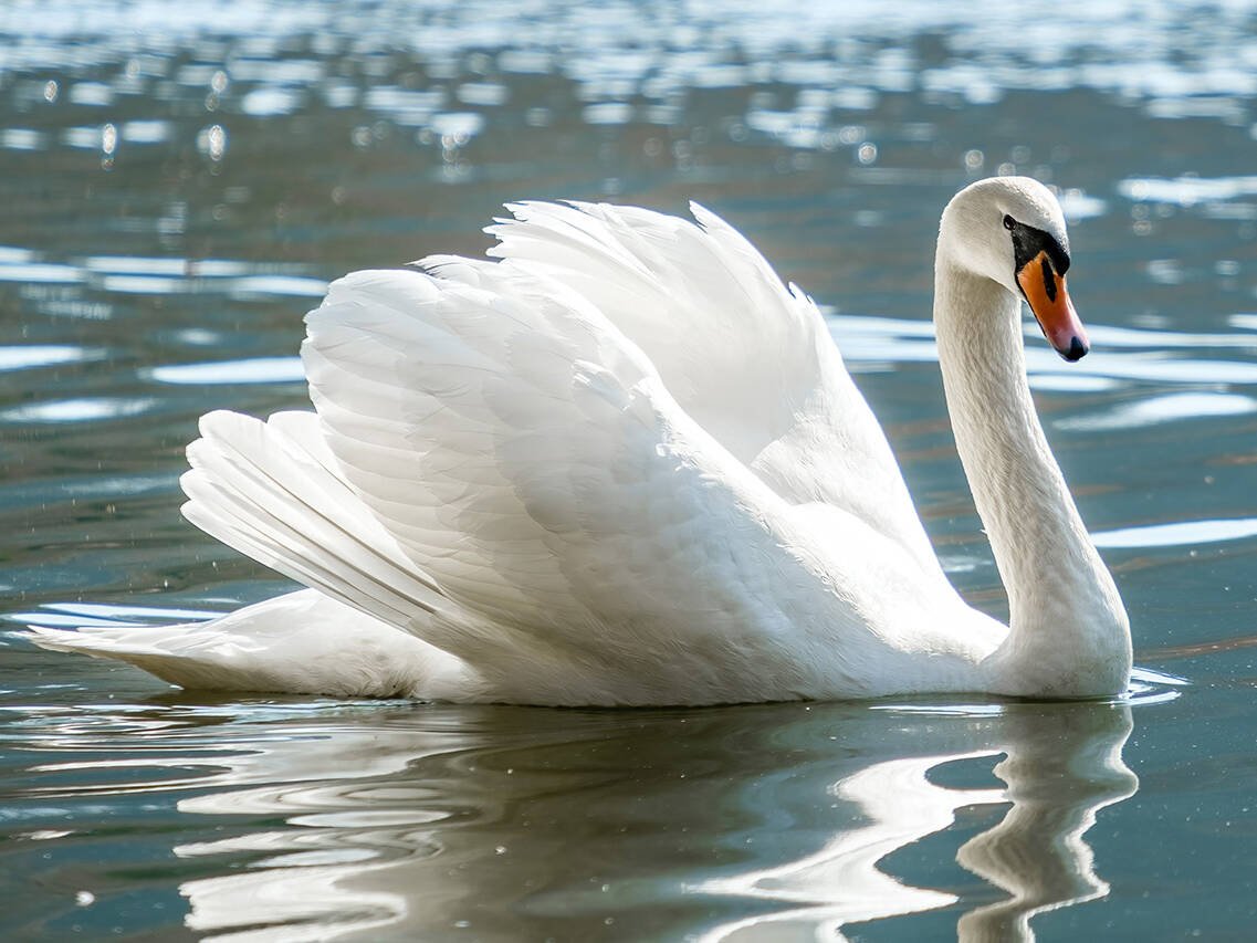 Mute swan gliding on a calm lake with wings raised and its reflection in the water