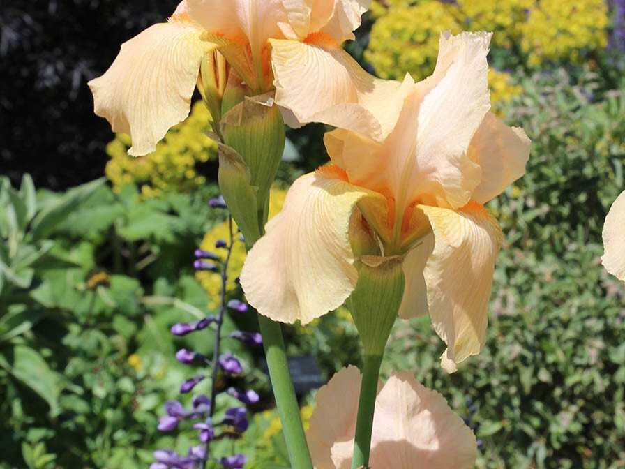 Peach irises in a sunny garden with yellow and purple blooms in the background.