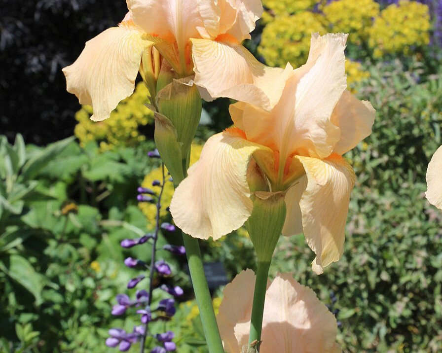 Peach irises in a sunny garden with yellow and purple blooms in the background.