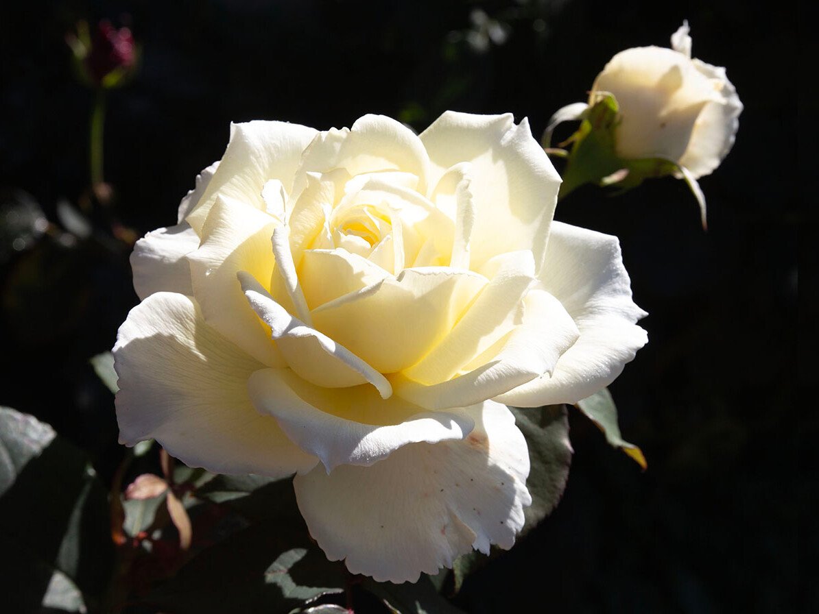 Cream-white rose in full bloom lit by sunlight with a smaller bud in the background.