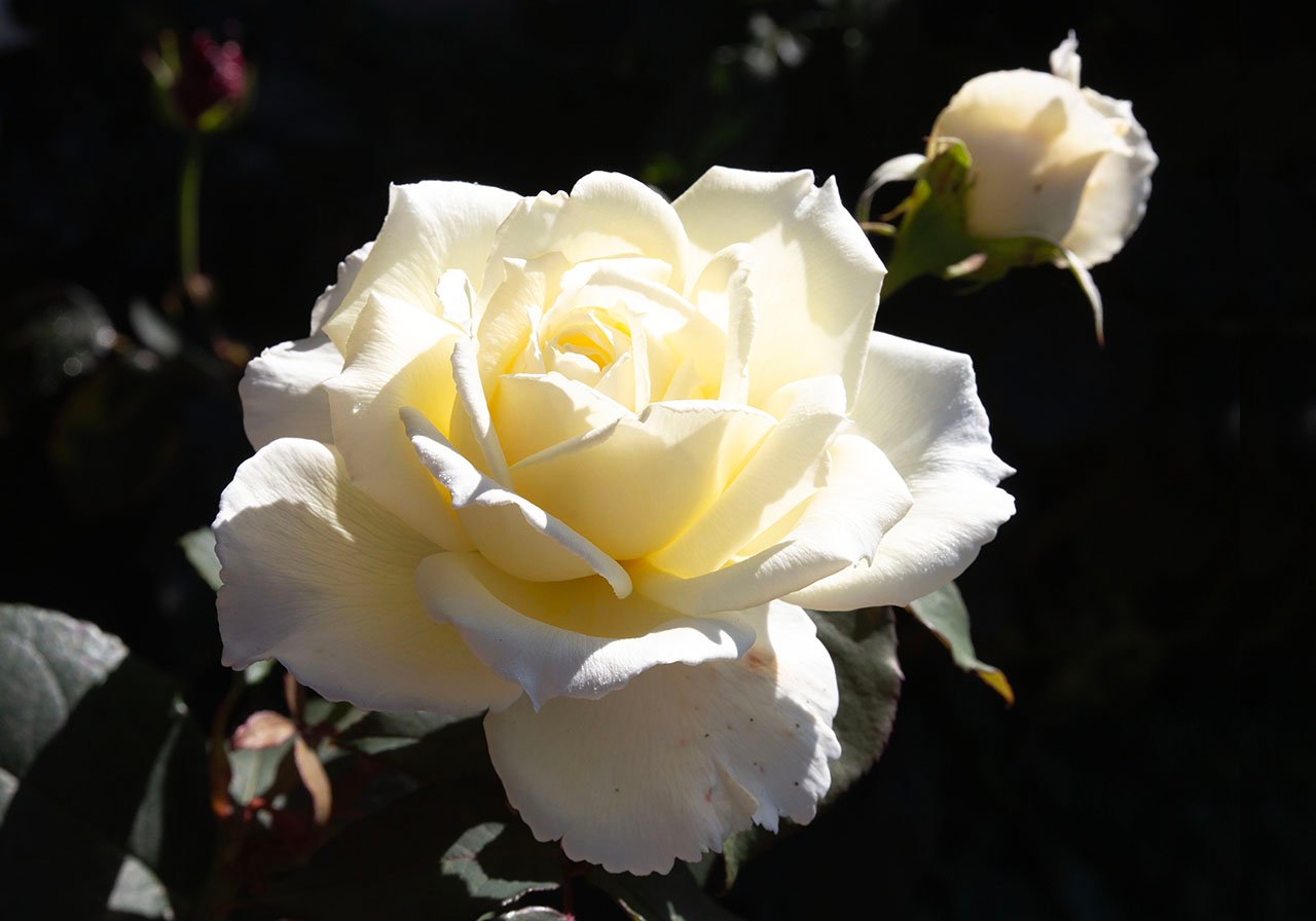 Cream-white rose in full bloom lit by sunlight with a smaller bud in the background.