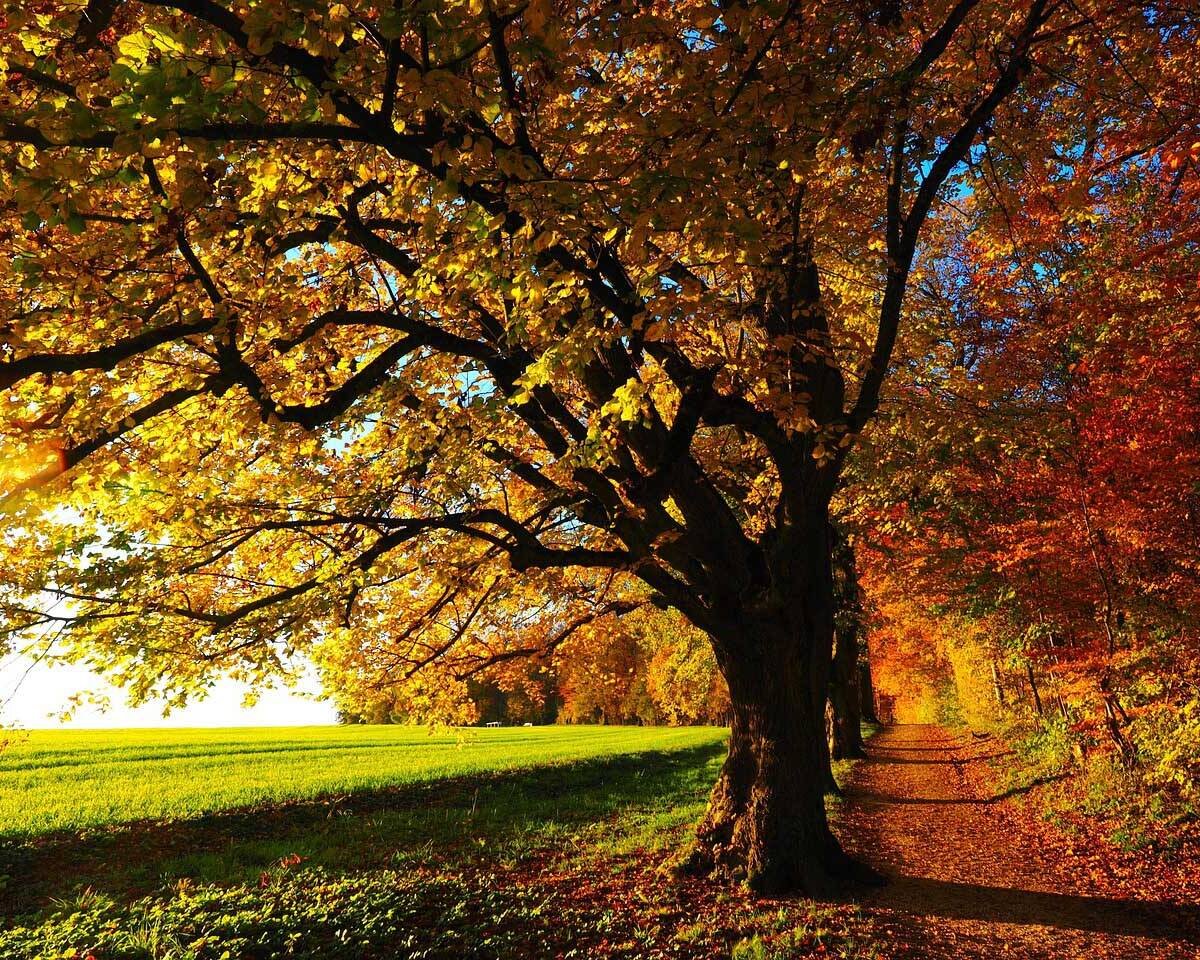 Sunlit autumn park with a large tree and a winding path, leaves in gold, orange, and red carpeting the ground.