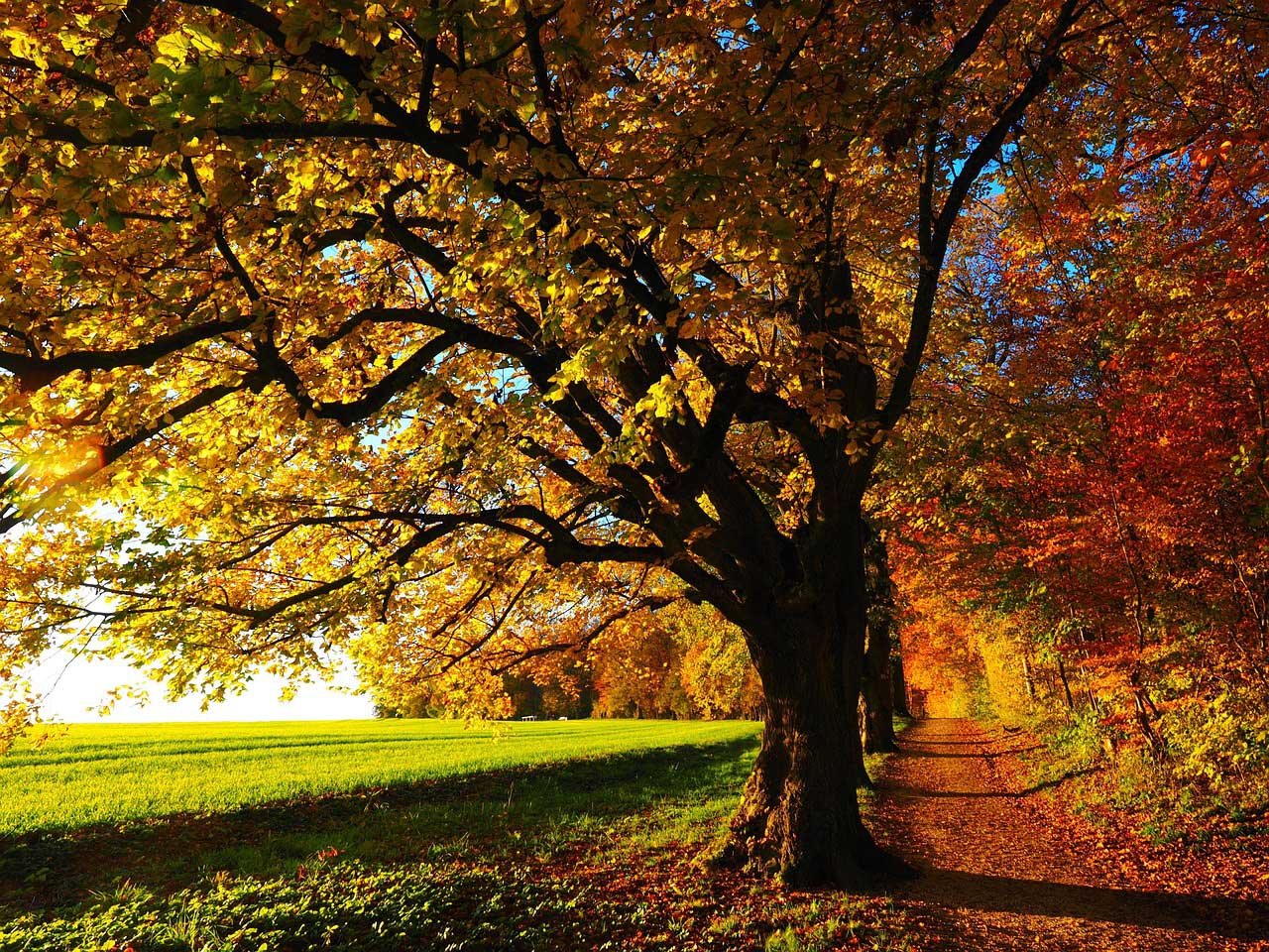 Sunlit autumn park with a large tree and a winding path, leaves in gold, orange, and red carpeting the ground.
