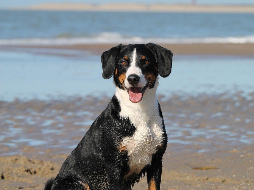 Dog sitting on wet sand at a beach, with blue ocean and hazy horizon in the background; dog smiling with tongue out.