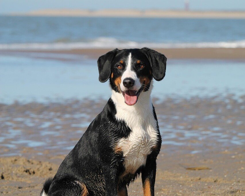 Dog sitting on wet sand at a beach, with blue ocean and hazy horizon in the background; dog smiling with tongue out.