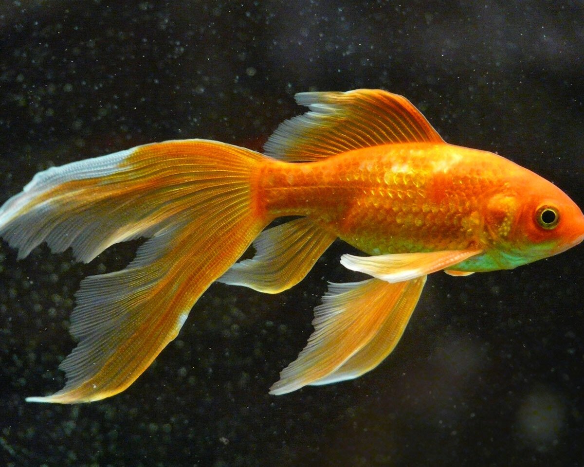 Orange goldfish with long, flowing fins swimming against a dark background. The fish has bright orange scales and a prominent eye.