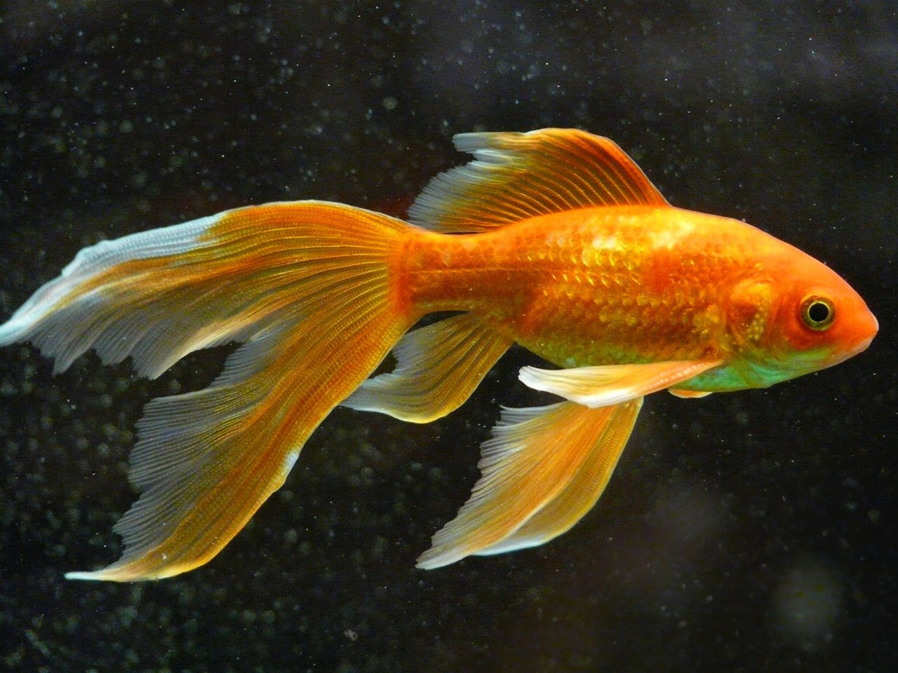 Orange goldfish with long, flowing fins swimming against a dark background. The fish has bright orange scales and a prominent eye.