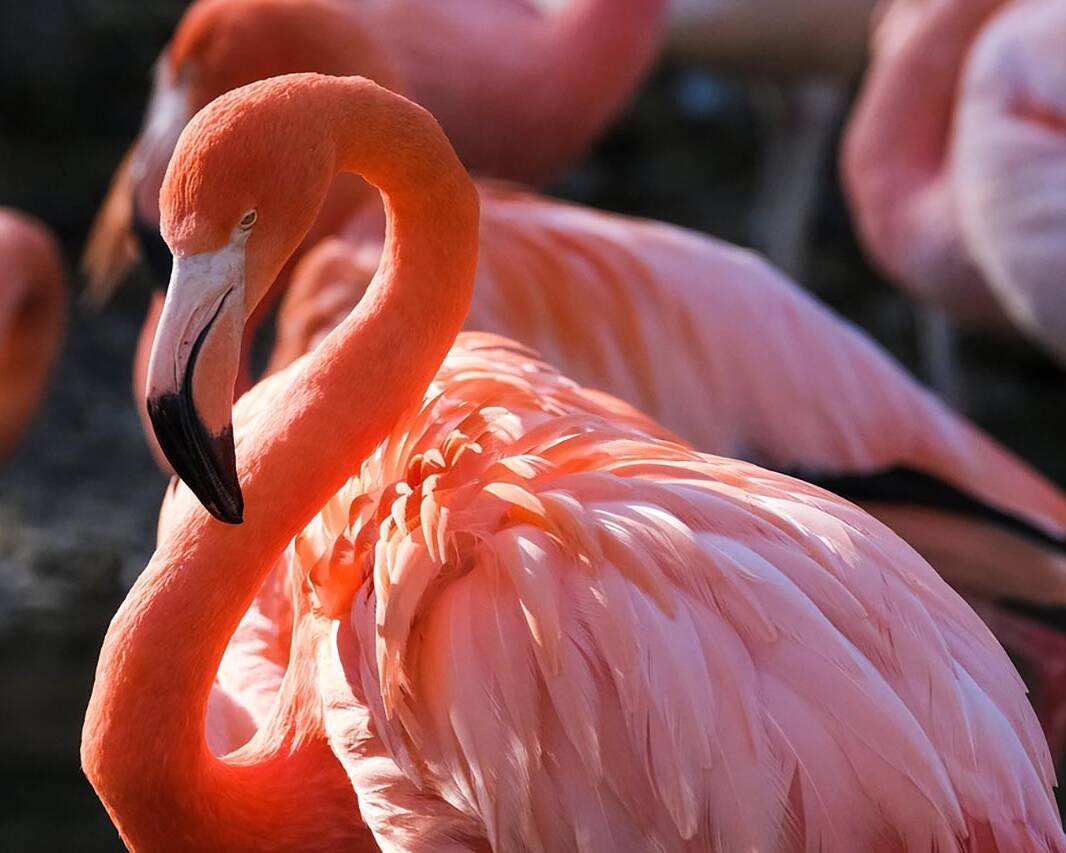 Close-up of a pink flamingo with a curved neck and a black-tipped beak